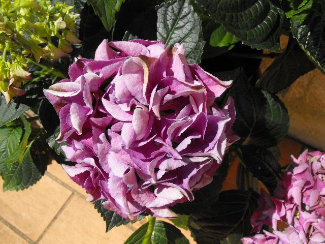 Hydrangea Purple.JPG