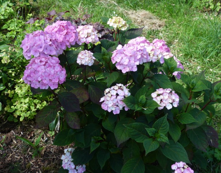 Hydrangea serrata Preziosa 2017.JPG