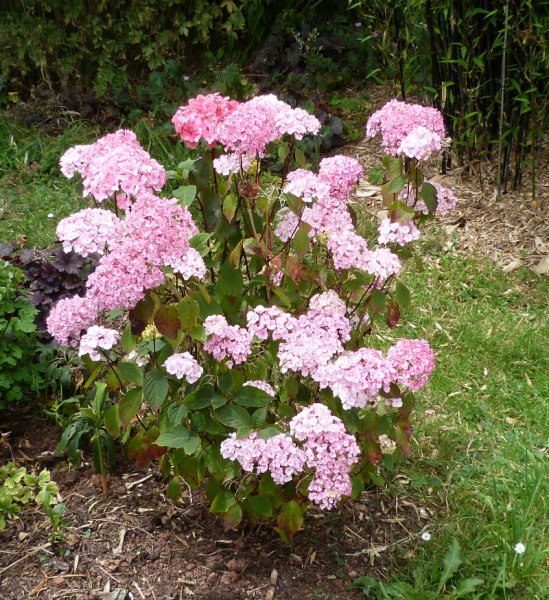 Hydrangea serrata Preziosa.JPG