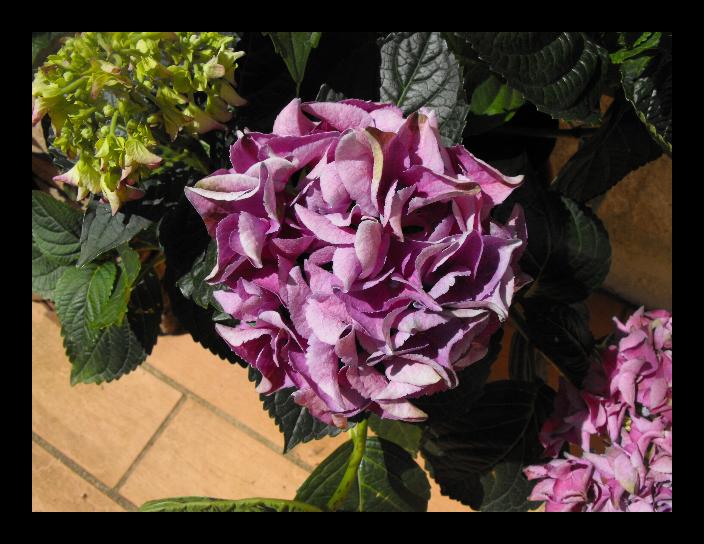 Hydrangea1 Purple.JPG