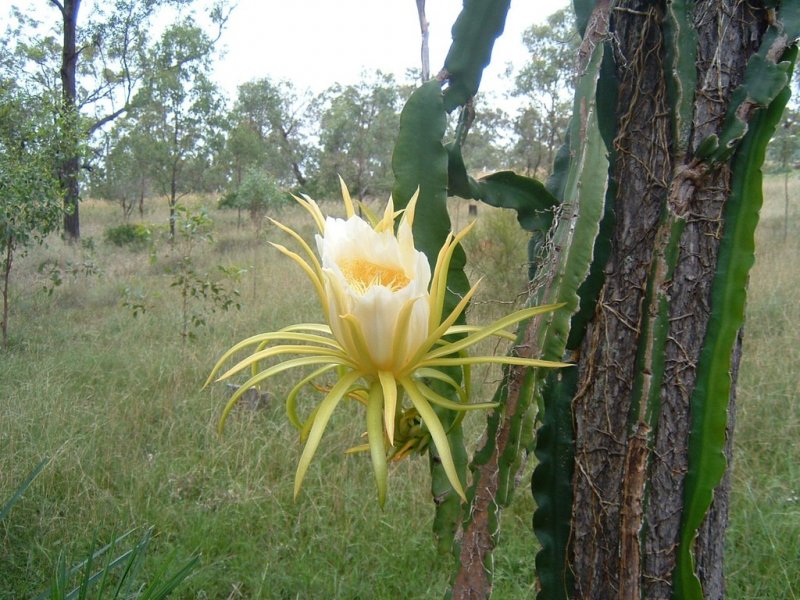 Hylocereus spp 07 - small.jpg