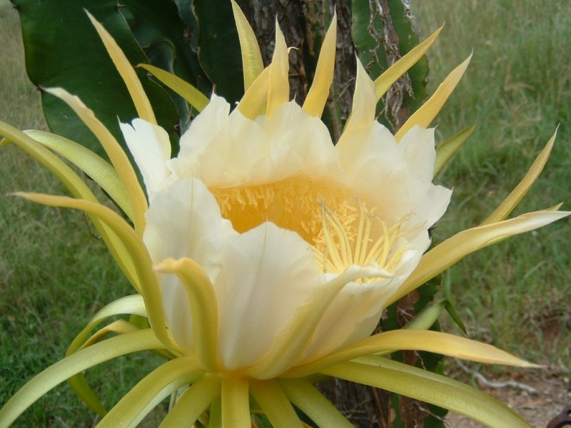 Hylocereus spp 08 - small.jpg