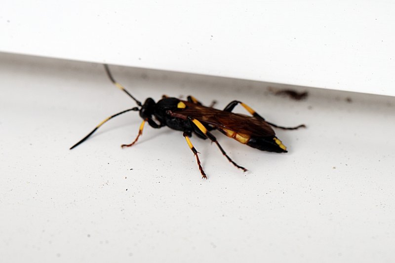 Ichneumon-stramentor.jpg