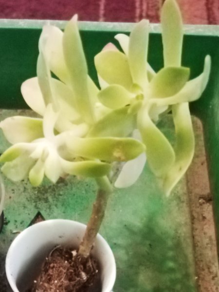 ID succulent(1).jpg