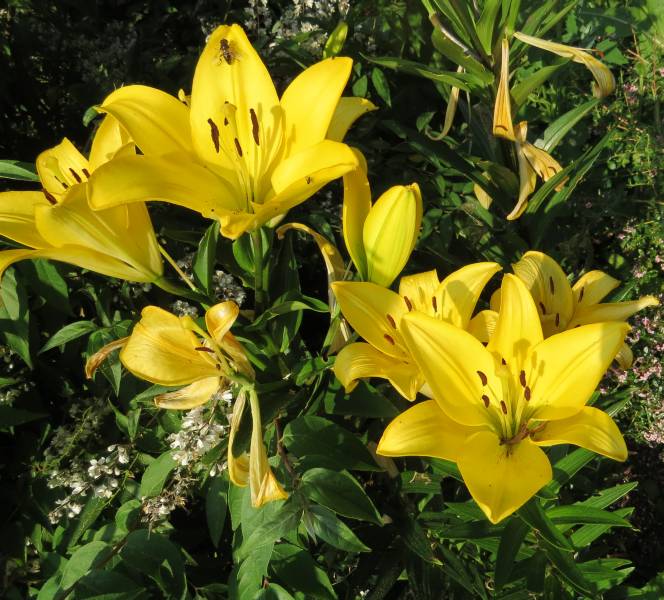 IMG_0138_Lily_Yellow.jpg