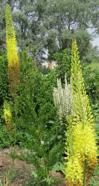 IMG_0228_Eremurus.jpg