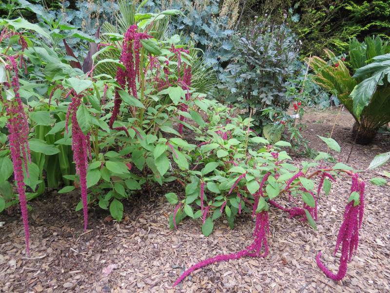 IMG_0248_Amaranthus_FatSpike.jpg