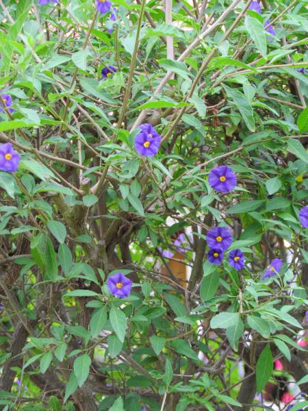 IMG_0491_Solanum.jpg