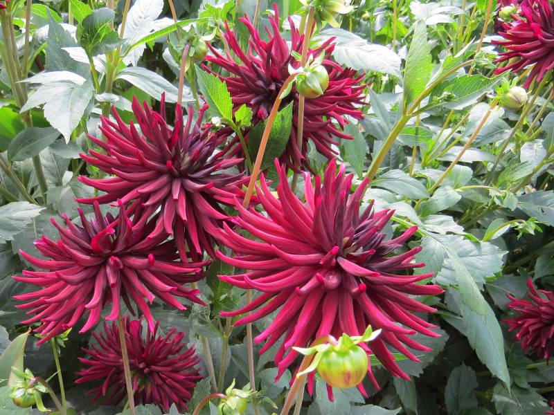 IMG_1009_Dahlia_BlackWizard.jpg