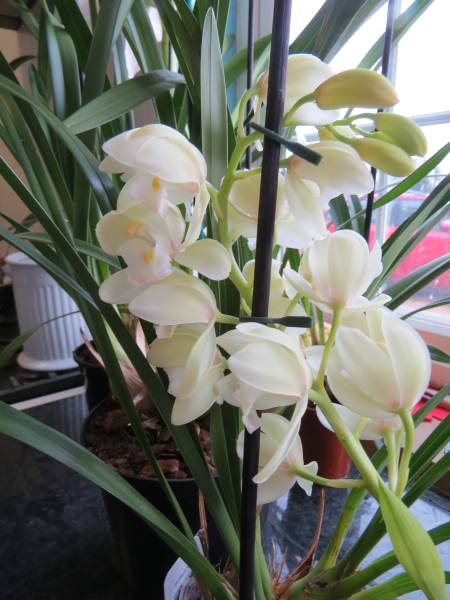 IMG_2094_Cymbidium_SarahJean.jpg