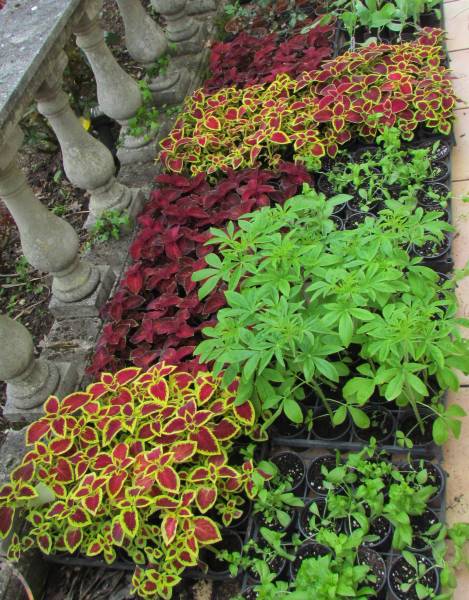 IMG_2244_Coleus_20May2012.jpg