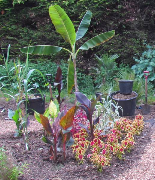 IMG_2743_Coleus_Planted_26Jun2012.jpg