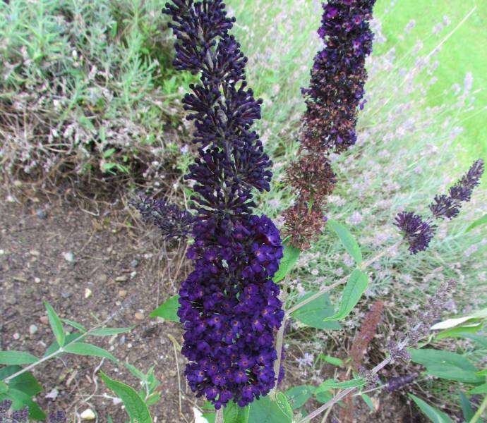 IMG_3833_Buddleia.jpg