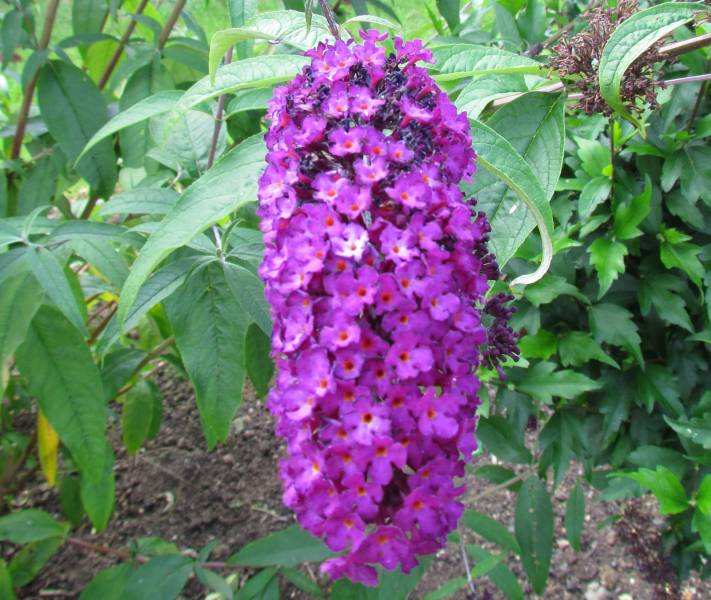 IMG_3837_Buddleia.jpg