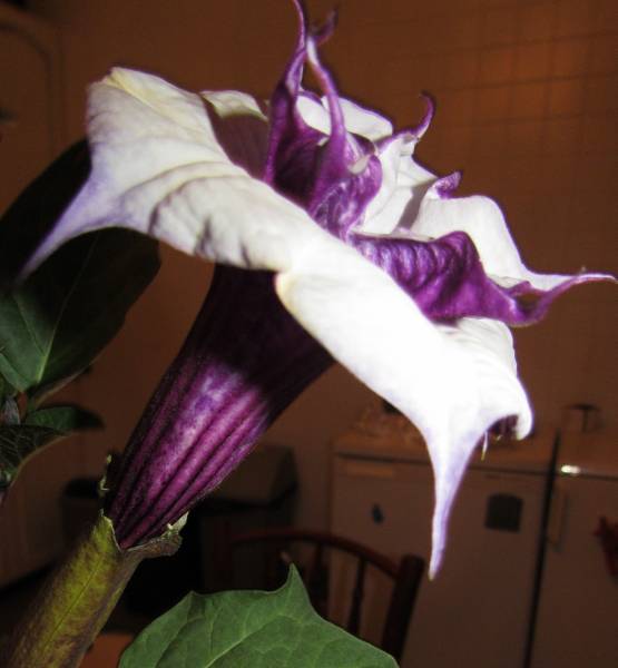 IMG_3942_Datura.jpg