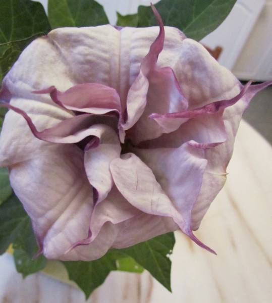 IMG_3943_Datura.jpg