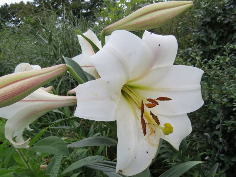 IMG_4300_Lilium_WhiteHeaven.jpg