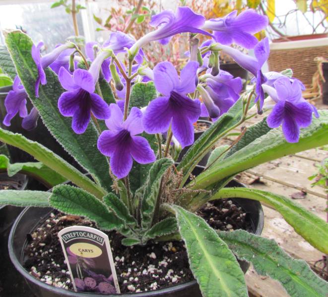 IMG_5846_Streptocarpus_Carys.jpg