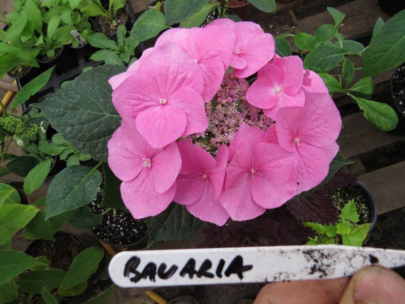 IMG_6809_HydrangeaBavaria.jpg