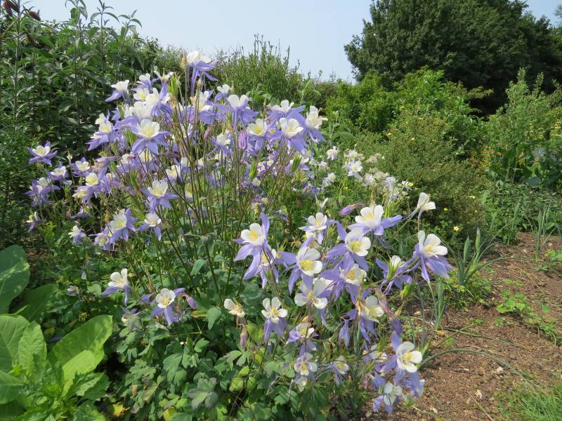 IMG_7011_Aquilegia.jpg