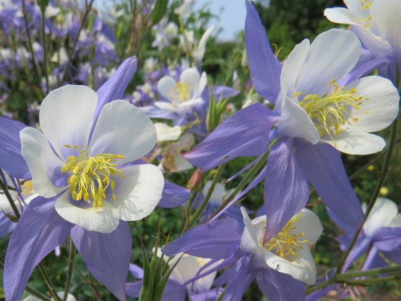 IMG_7012_Aquilegia.jpg