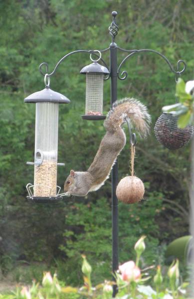 IMG_9338_Squirrel.jpg