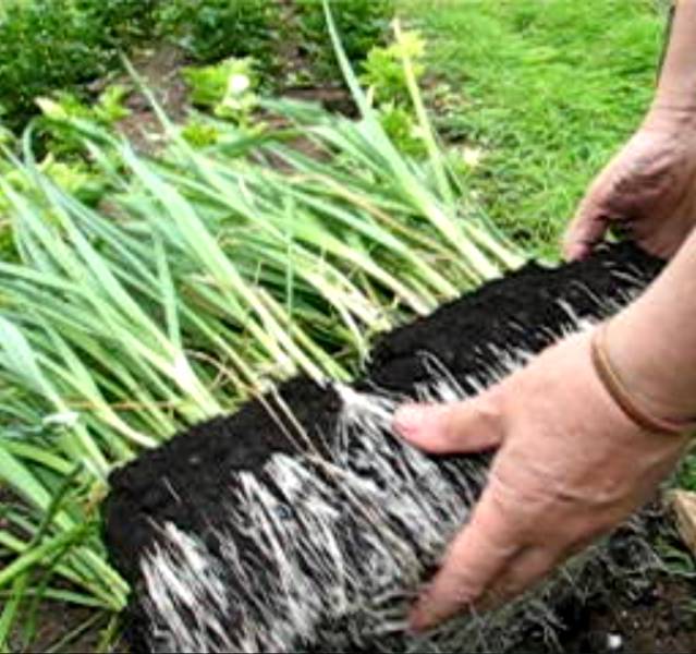 IMG_9459_PlantingOutLeeks.jpg