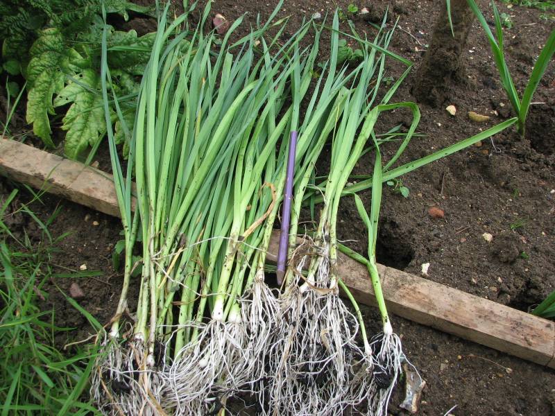 IMG_9460_PlantingOutLeeks.jpg