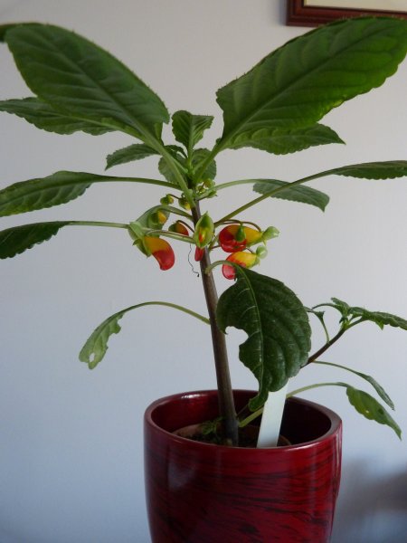 Impatiens and Bread 17 Sept 2012 001.JPG