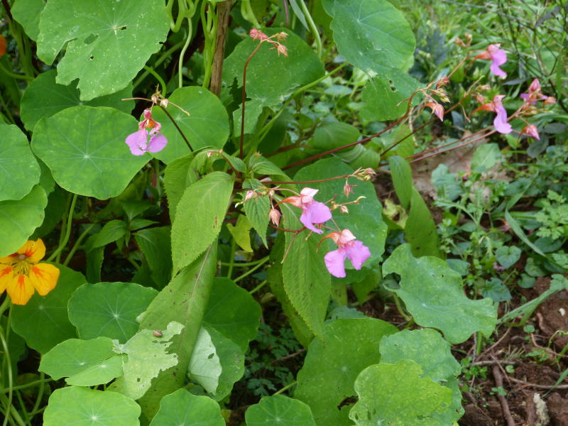 Impatiens flanaganae 1.JPG