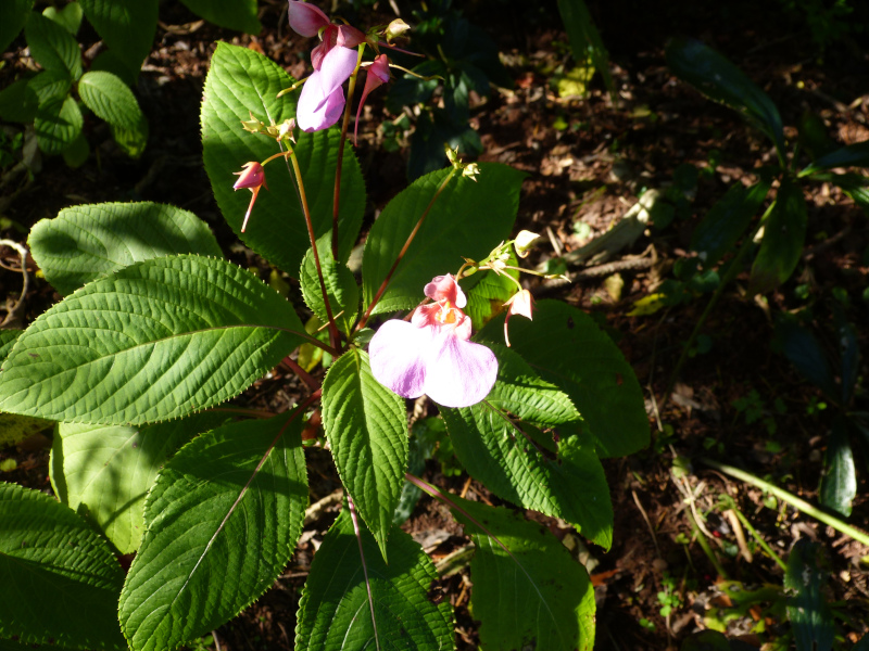 Impatiens flanaganae 2.JPG