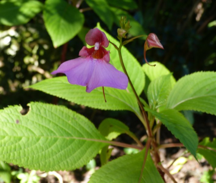 Impatiens flanaganae.JPG