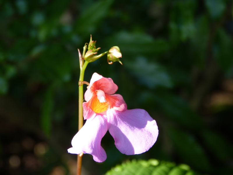 Impatiens flanaganae.JPG