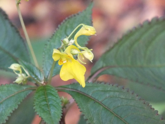 impatiens 'Racemosa'.jpg