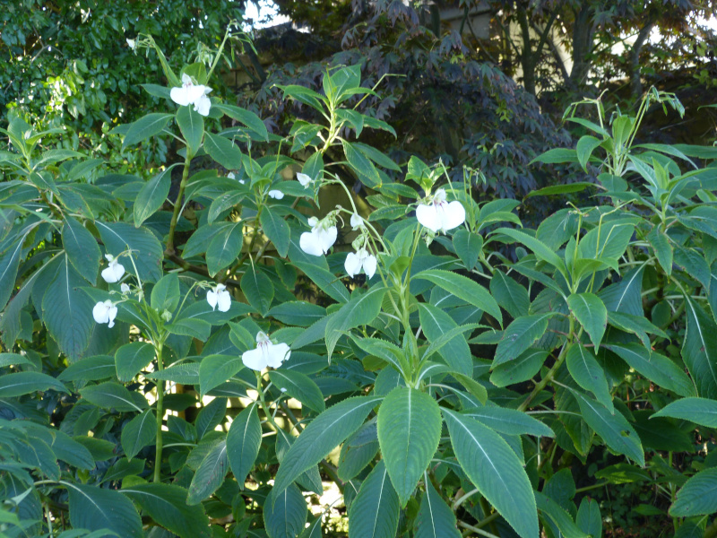 Impatiens tinctora.JPG