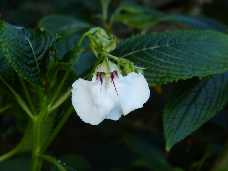 Impatiens tinctoria 2.JPG