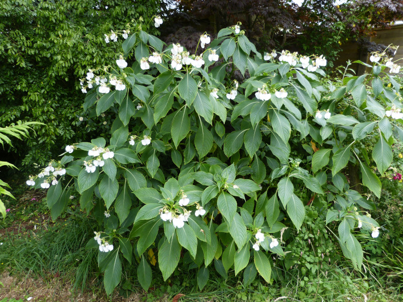 Impatiens tinctoria (2).JPG