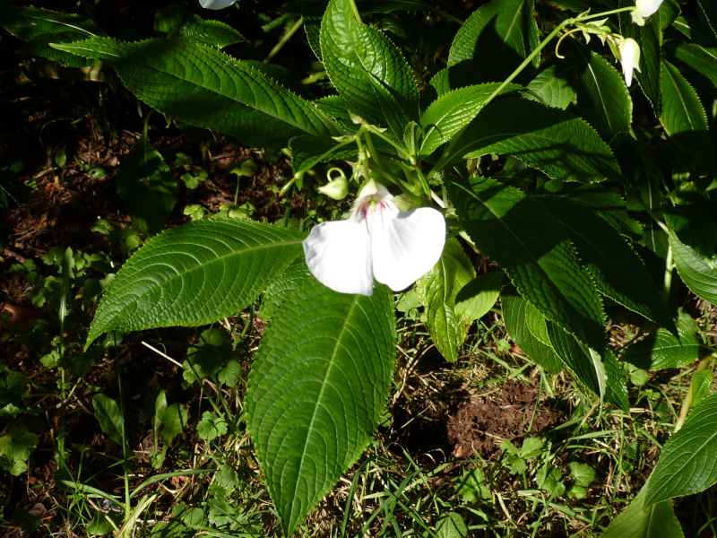 Impatiens tinctoria 4.JPG