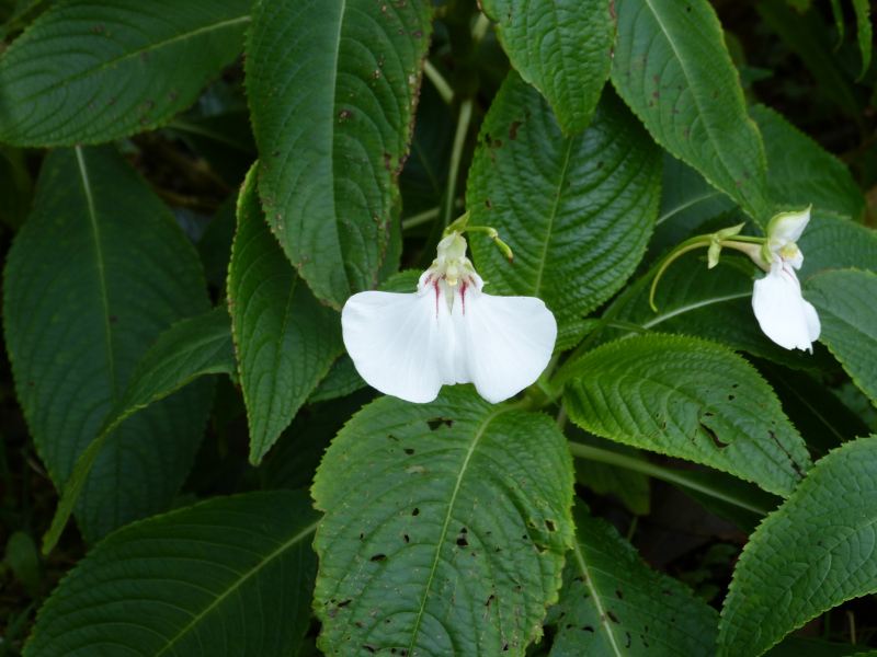 Impatiens tinctoria 5.JPG