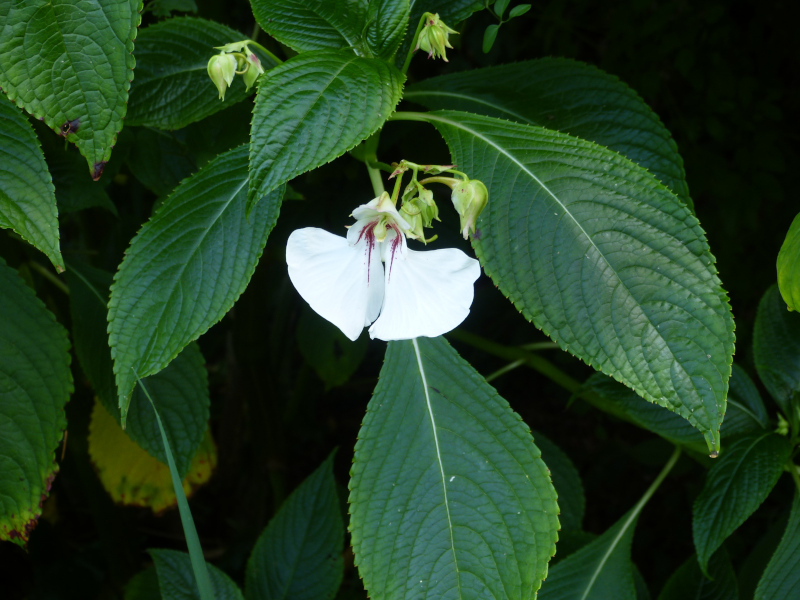 Impatiens tinctoria.JPG