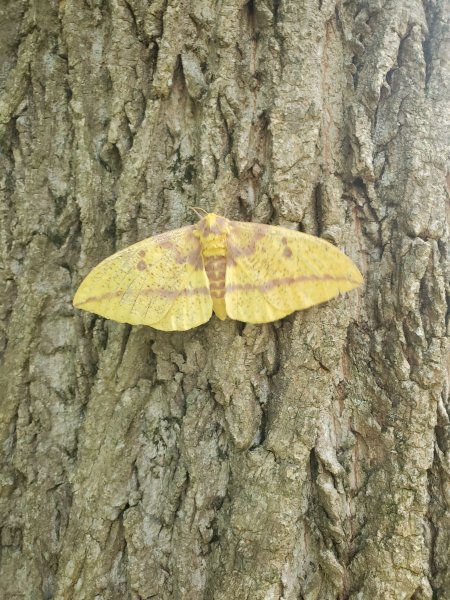 Imperial moth.jpg