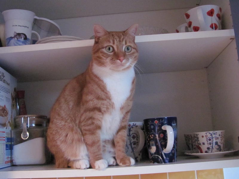 In the cupboard.JPG