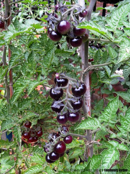 indigo_rose_cherry_tomato_02.jpg