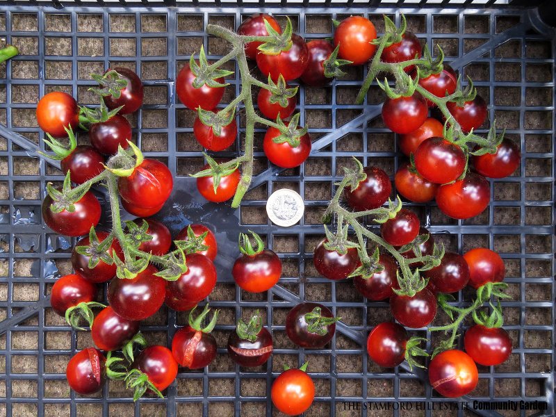 indigo_rose_cherry_tomato_03.jpg