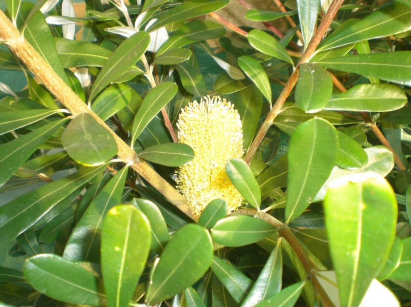 integrifolia flower.jpg