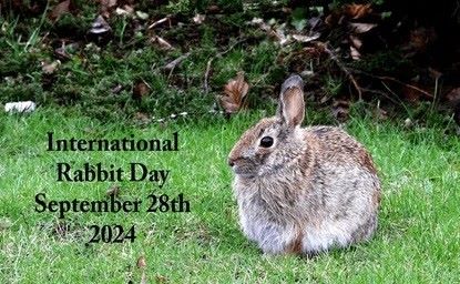 International Rabbit Day.jpg