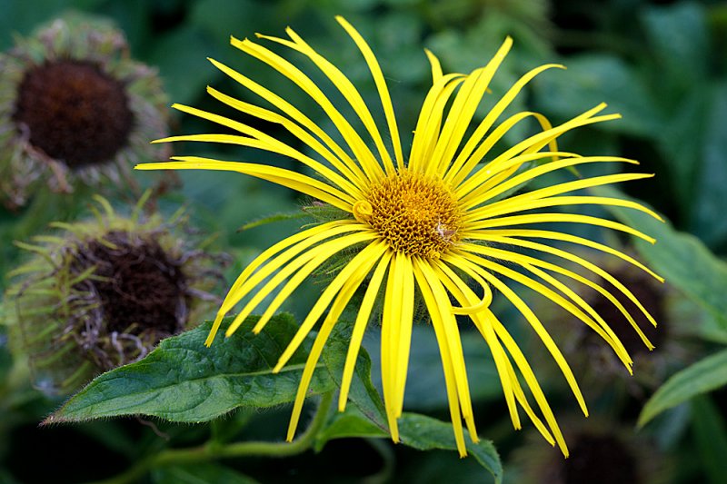 Inula.jpg