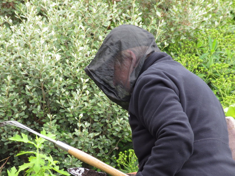 INVEREWE  GARDENERS  WITH  MIDGE  HOODS 05-07-2024 11-04-55.JPG