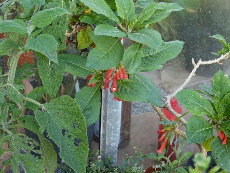 Iochroma coccinea 3.JPG