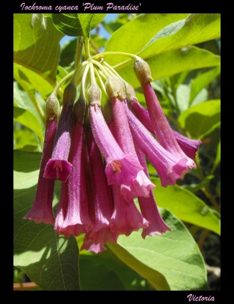 Iochroma cyanea Jun 11.JPG